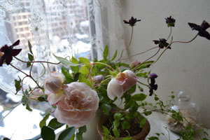 11-11-23e.jpg