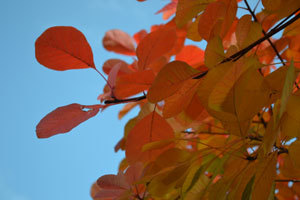 11-11-6ccc.jpg