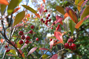 11-11-6fff.jpg
