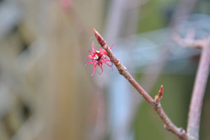 11-11-9b.jpg