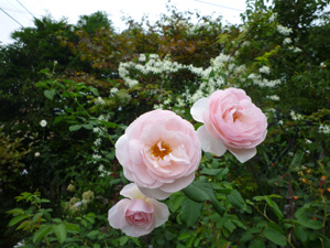 11-15r3.jpg