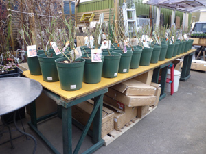 11-4-15shop.jpg
