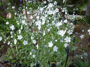 11-5-13onfarodes.jpg