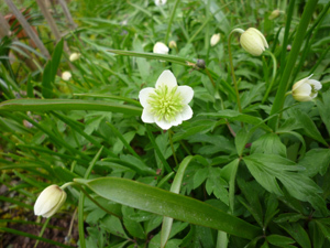 11-5-7anemone.jpg