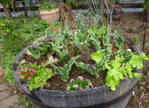 11-5-7k-garden1.jpg