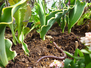 11-5-7k-garden2.jpg