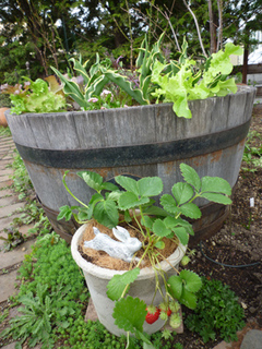 11-5-7k-garden3.jpg