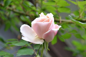 11-6-12glorire-de-dijon1.jpg