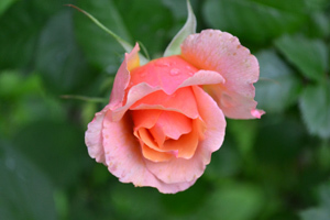 11-6-23i.jpg