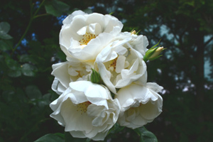 11-7-6e.jpg
