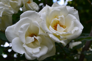 11-7-6f.jpg