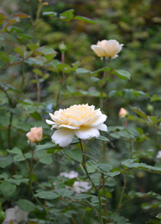 11-8-23r12.jpg