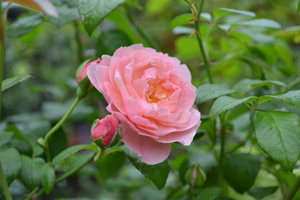11-8-23r15.jpg