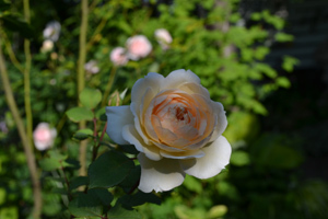11-8-3rose2.jpg