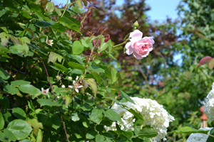 11-8-3rose3.jpg