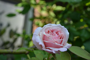 11-8-3rose4.jpg