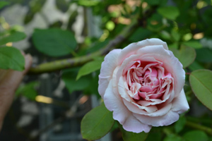 11-8-3rose5.jpg