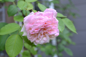 11-8-3rose6.jpg