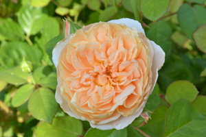 11-8-7rose1.jpg