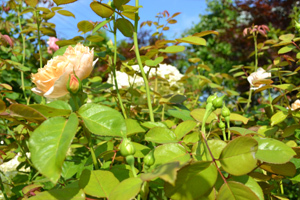 11-8-7rose3.jpg