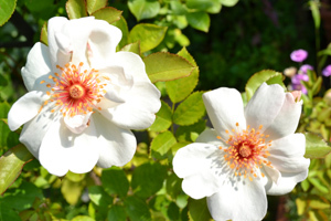 11-8-7rose4.jpg