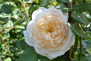 11-8-7rose5.jpg