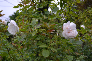 11-9-12r1.jpg