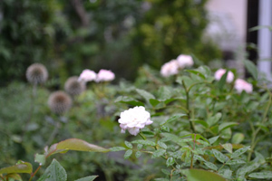 11-9-12r2.jpg