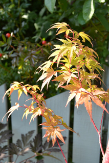 11-9-29c.jpg
