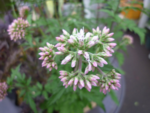 11-9-6f.jpg