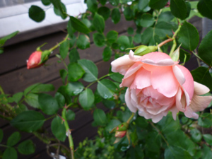 albertine09-6-23.jpg