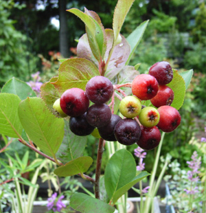aronia-mi.jpg