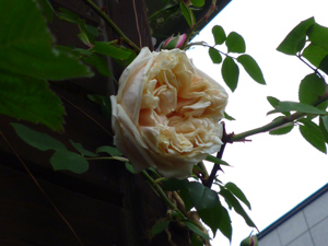 glolie-de-dijyon-09-6-7a.jpg