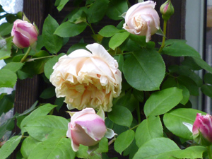 glolie-de-dijyon-09-6-7b.jpg