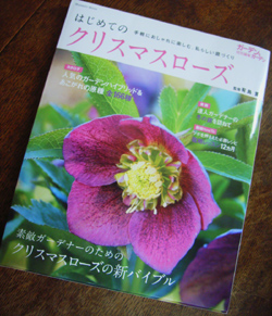 helleborus.jpg