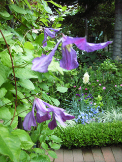 kako-niwa6.jpg