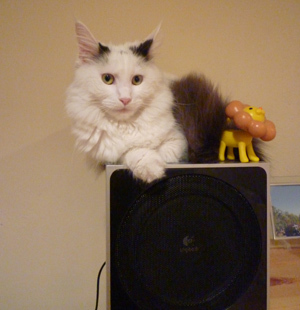 mame1.jpg