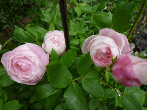 mme.pierr-oger09-6-20.jpg