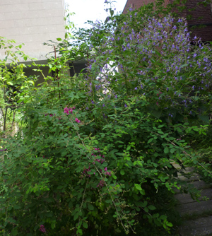n-garden1.jpg