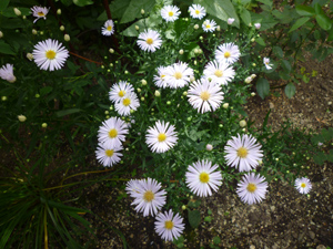 n-garden10.jpg