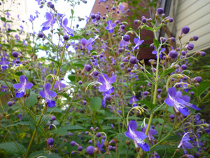 n-garden2.jpg