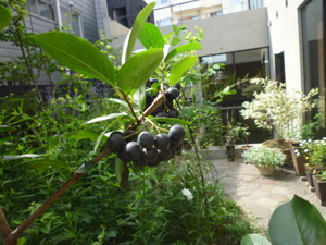 n-garden4.jpg