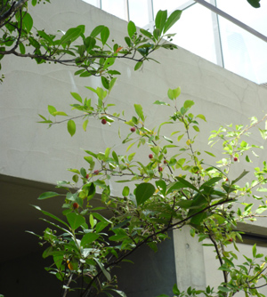 n-garden5.jpg
