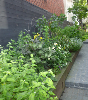 n-garden6.jpg