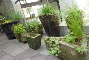 n-garden7.jpg