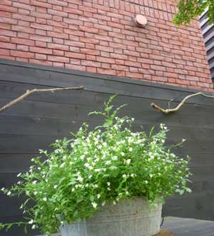 n-garden8.jpg