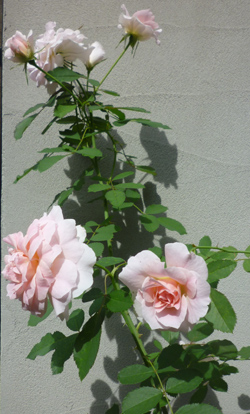 n-garden9.jpg