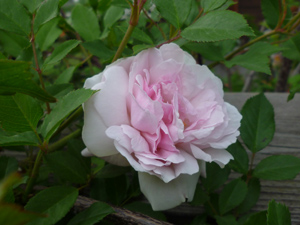 odorata-09-6-4.jpg