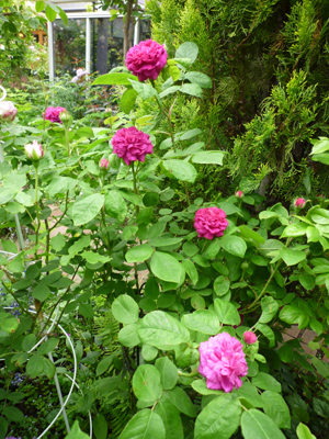 rose-de-rescht09-6-20.jpg