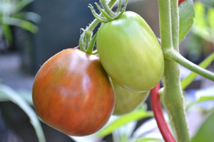 tomato11.jpg